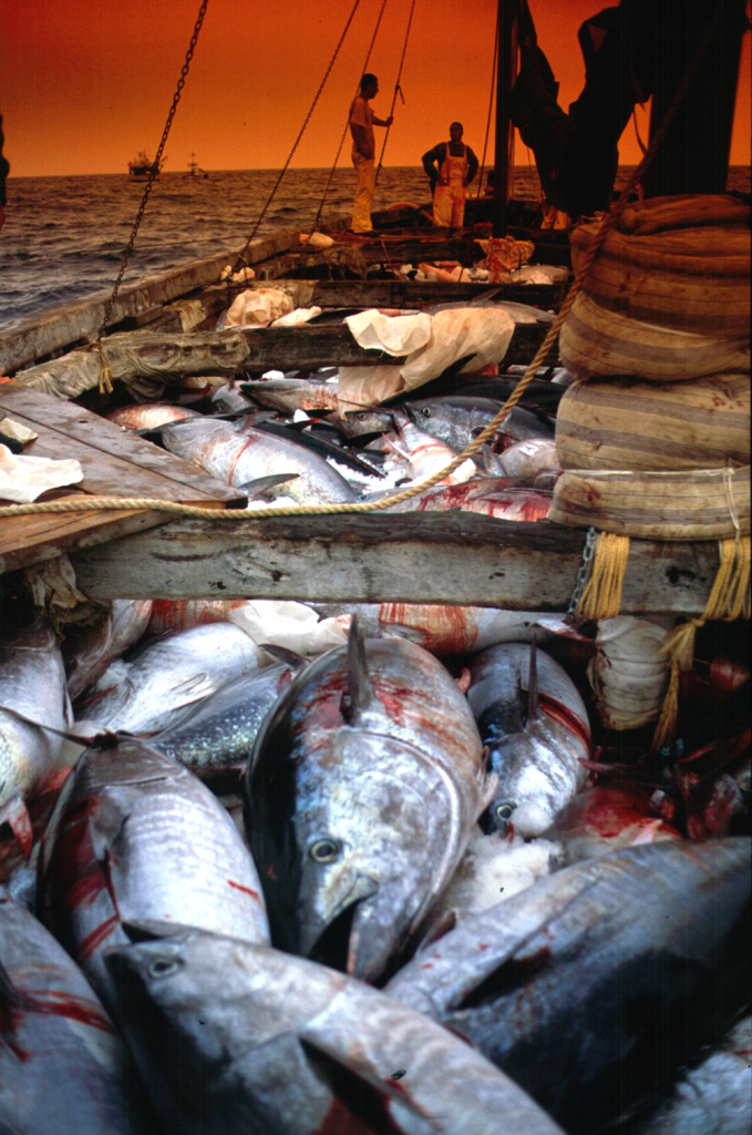 tuna fishing tradition